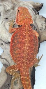 trans dunner male 11 inc 64grams.jpg