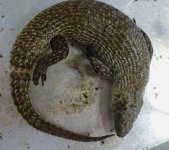 Unknown Skink #1.jpg