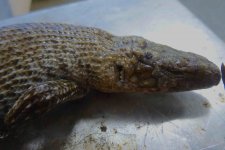 Unknown Skink #2.jpg