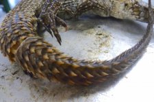 Unknown Skink #3.jpg