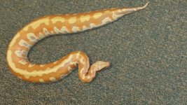 Male T + Blood Python.jpg
