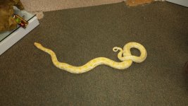 albino burm 1.jpg