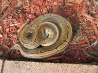 Pinstripe Female Dec 2014.JPG
