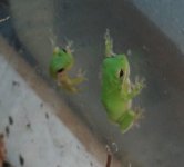 treefrog 004.JPG