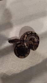 het. pied female.jpg