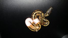 low white male pied.jpg