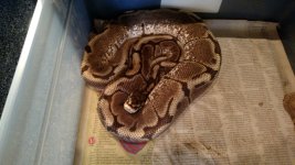 Spider Het. Pied Male.jpg