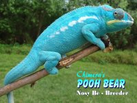 Pooh Bear 1.jpg