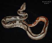 ixr 08 5.jpg