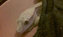 LEIGHLA2.jpg