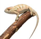Nosy Be - Azul - Canvas Chameleons (4).jpg
