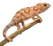 Ambilobe - Holdback - Sin - Canvas Chameleons (2).jpg