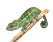 Ambilobe - Holdback - Thor - Canvas Chameleons (2).jpg