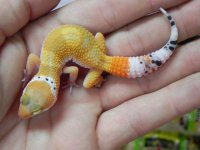 BabyTangerine_Leopard_Geckos_29.99__52456.1407445660.1280.1280.jpg