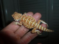 Mini female 001.jpg