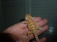 Mini female 003.jpg