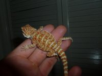 Mini female 002.jpg