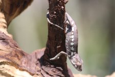 Chameleon pics 026.jpg