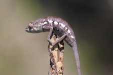 Chameleon pics 024.jpg