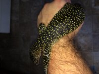 Baby Mangrove monitor pic5.jpg