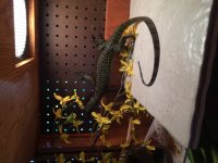 Baby Mangrove monitor pic7.jpg