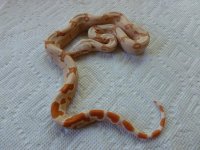 Female Sunglow het Anery 003.jpg