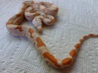 Female Sunglow het Anery 005.jpg