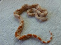 Female Sunglow het Anery 002.jpg