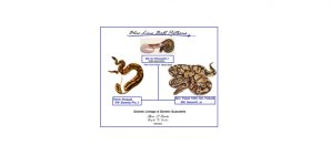 Blue Line Genetic and Lineage Guarantee Clutch 02.15PastelPiebald05_fEdwin Razo.jpg