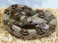 Female 100% het VPI 001.jpg