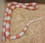 f_albino_large.jpg