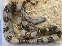 Female 100% het VPI 002.jpg