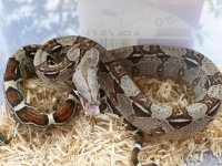 Female 100% het VPI 005.jpg