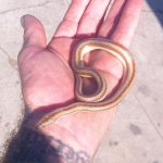 ROSY BOAS 289.jpg
