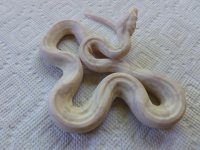 Male Moonglow New 001.jpg