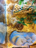 ROSY BOAS 648.jpg
