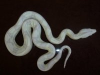 Male Moonglow New 002.jpg