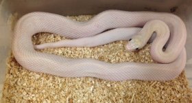 leuc_h_scaleless_large.jpg
