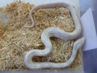 Male Moonglow New 004.jpg
