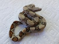 Male pos Jungle het Albino 002.jpg