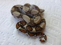 Male pos Jungle het Albino 003.jpg