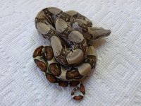 Male pos Jungle het Albino 004.jpg
