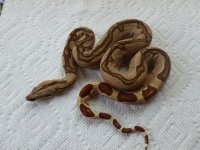 Male Hypo Jungle Stunner 001.jpg