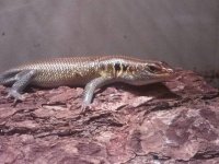 skink.jpg