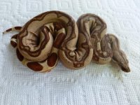 Male Hypo Jungle Stunner 003.jpg