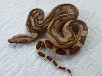 Male Hypo Jungle Stunner 002.jpg