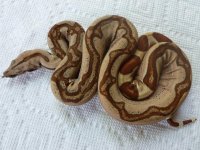 Male Hypo Jungle Stunner 004.jpg