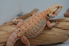 DSC_1495.jpg