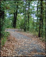 Wooded-Path-WEB.jpg