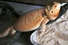 koragravid.jpg